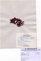 藏品(角叉菜)的圖片